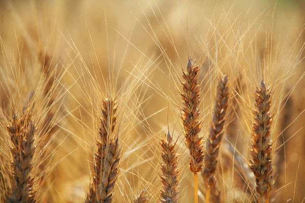 Изображение Золотого Пшеничного Поля Прекрасном Свете — стоковое фото