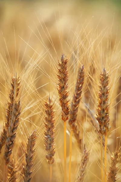 Bild Eines Goldenen Weizenfeldes Einem Schönen Licht — Stockfoto