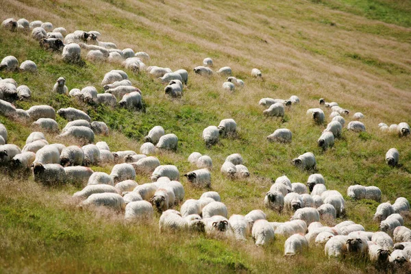 Bir Dağın Tepesinde Koyun Sürüsü — Stok fotoğraf