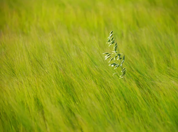 Visione Panoramica Dell Agricoltura Attenzione Selettiva — Foto Stock