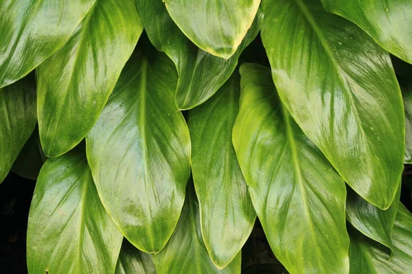 Mooi Botanisch Schot Natuurlijk Behang — Stockfoto