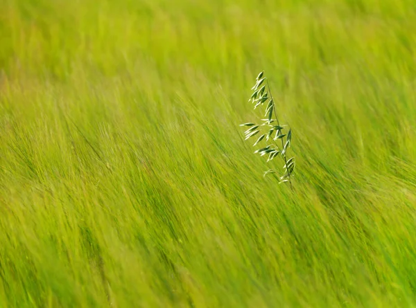 Vista Panoramica Dell Agricoltura Campagna — Foto Stock