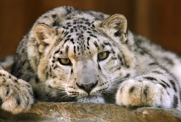 snow leopard, predator animal cat