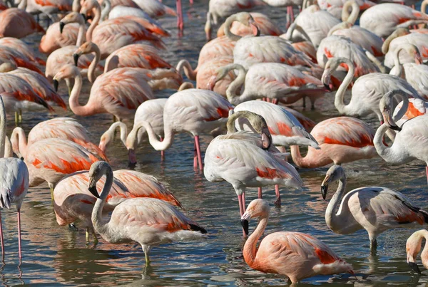 Flamingi Dzikiej Fauny Flory Koledze Francja — Zdjęcie stockowe
