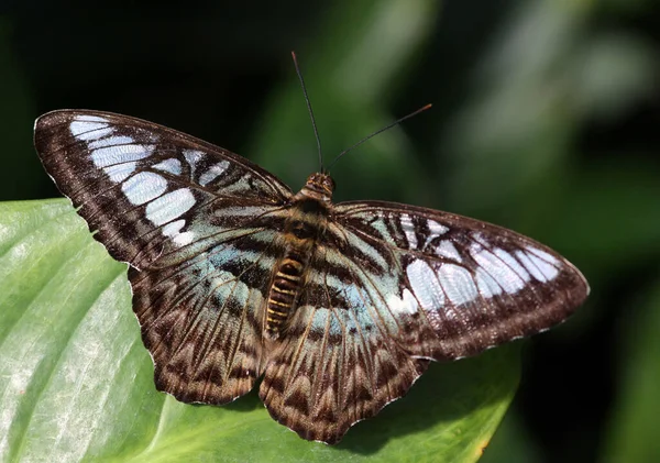 切割器是一种蝴蝶 产于南亚和东南亚 主要产于森林地区 — 图库照片