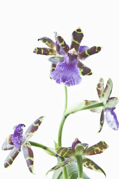 Orchidej Květina Flóra — Stock fotografie