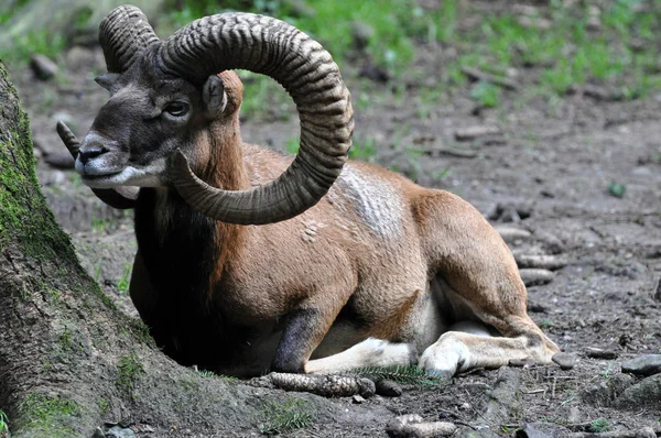 Gran Grupo Cabras Salvajes Las Montañas — Foto de Stock