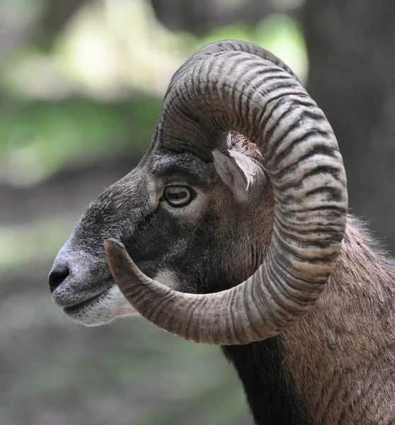 Close Goat Zoo — стоковое фото
