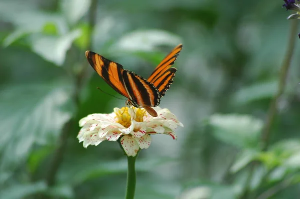 Hermoso Jardín Mariposas Una Hermosa Temporada Verano — Foto de Stock