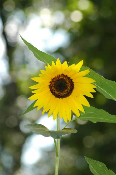 Bunga Closeup Taman Yang Indah — Stok Foto