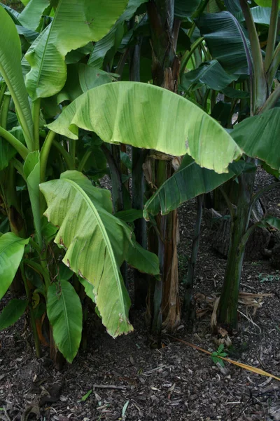 Plantación Plátanos Árboles Tropicales — Foto de Stock