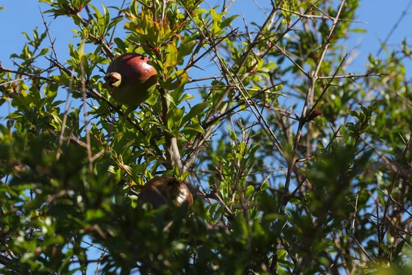 Granatapfelbaum Grüne Blätter — Stockfoto