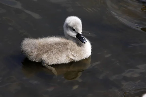 Vacker Utsikt Över Majestätisk Svan Naturen — Stockfoto