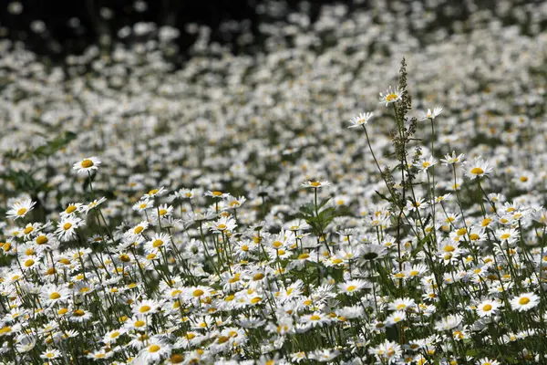 Letnie Kwiaty Polne Flora — Zdjęcie stockowe