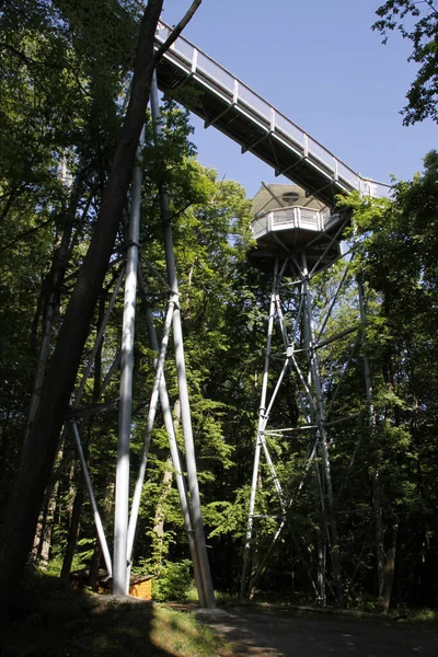 Hainich Ulusal Parkı Nda Baumkronenpfad — Stok fotoğraf