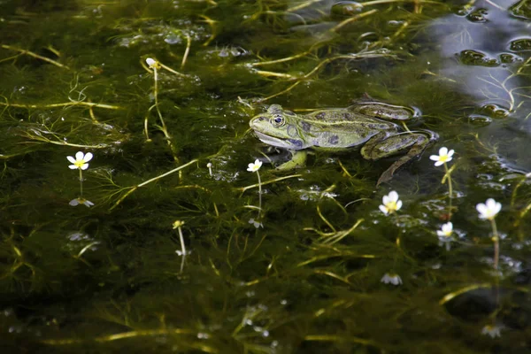 Grüner Speisefrosch Europäischer Frosch Gewöhnlicher Wasserfrosch — Stockfoto