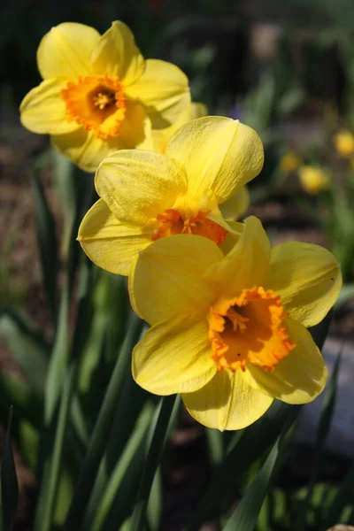 Narciso Flores Amarelas Brilhantes — Fotografia de Stock