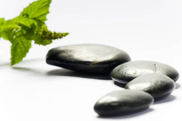 Black Spa Stones Green Plant White — Stock Photo, Image