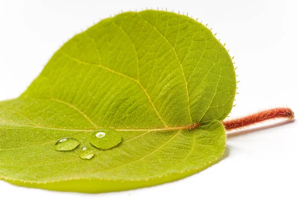绿色多汁叶子 有白色背景的水滴 — 图库照片