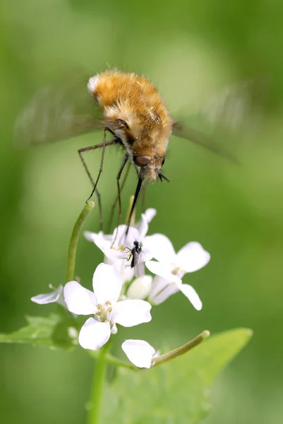 Makro Großbienenfliege Bombylius Major Ernährt Sich Von Weißen Blüten — Stockfoto