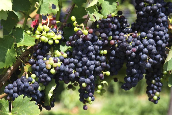 Flora Auf Dem Land Weinanbau — Stockfoto