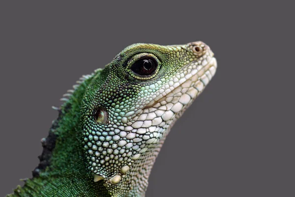 Echsentier Leguan Reptil — Stockfoto