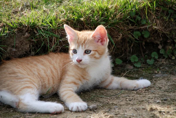 Portrait Cute Cat — Stock Photo, Image