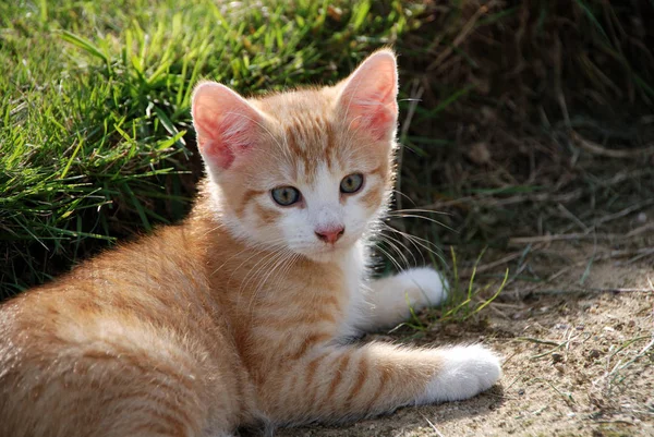 귀여운 고양이 — 스톡 사진