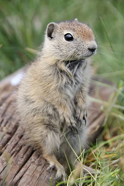 Ein Niedliches Streifenhörnchen Sitzt Auf Dem Boden — Stockfoto