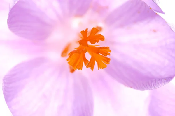 Azafrán Flores Primavera Pétalos — Foto de Stock