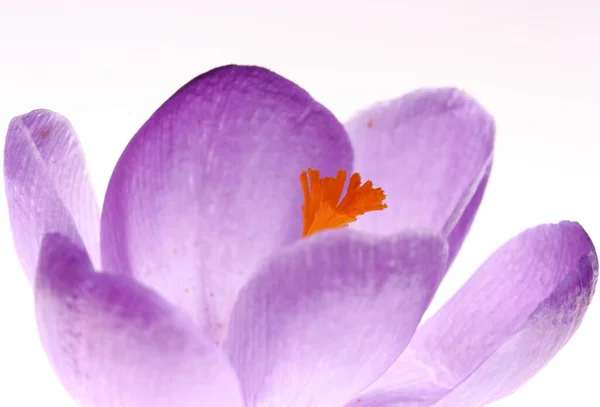 Płatki Kwiatów Krokusa Wiosenna Flora — Zdjęcie stockowe