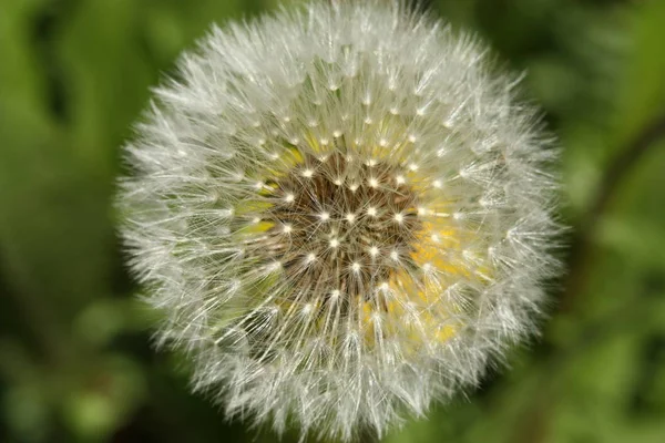 天然のタンポポの花の美しい景色 — ストック写真