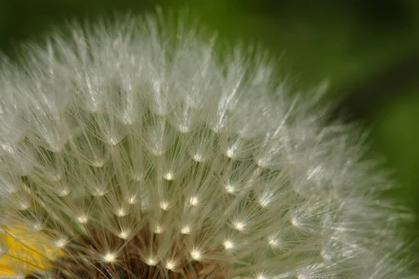 Prachtig Uitzicht Natuurlijke Paardebloem — Stockfoto