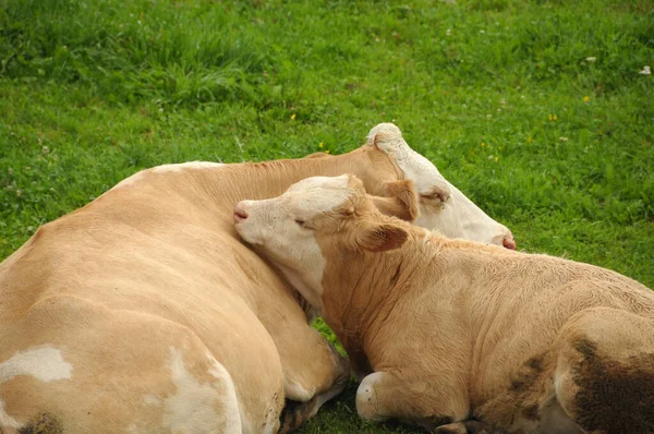 Vaches Dans Paysage Naturel Orientation Sélective — Photo