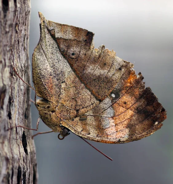 Indische Blattkallima Paralekta — Stockfoto