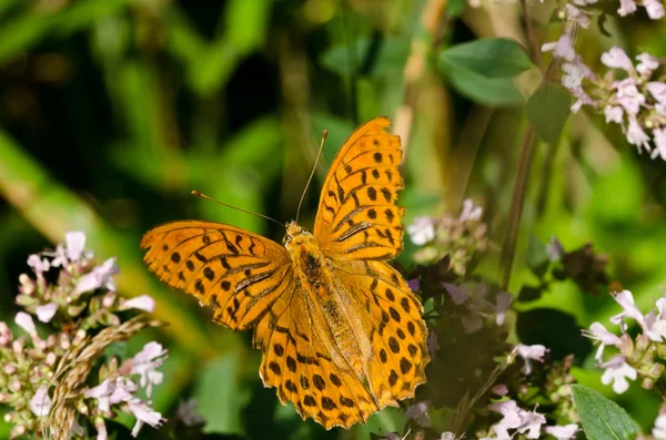 Farfalla Fritillare Insetto Con Ali — Foto Stock