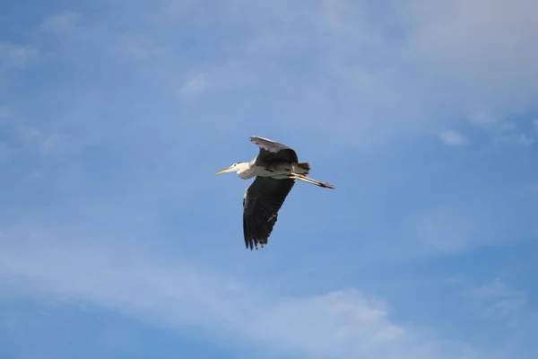 Blue Heron Flight — Stock Photo, Image