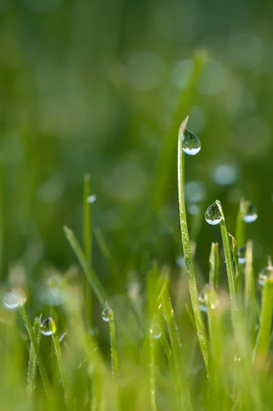 Morning Dewdrops Grass Close — Stock Photo, Image