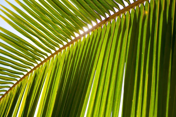 Зеленый Лист Пальмы Цветочные Обои — стоковое фото