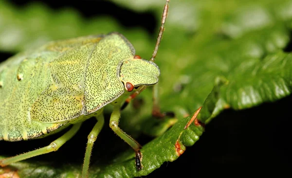 Közelkép Bug Vad Természet — Stock Fotó