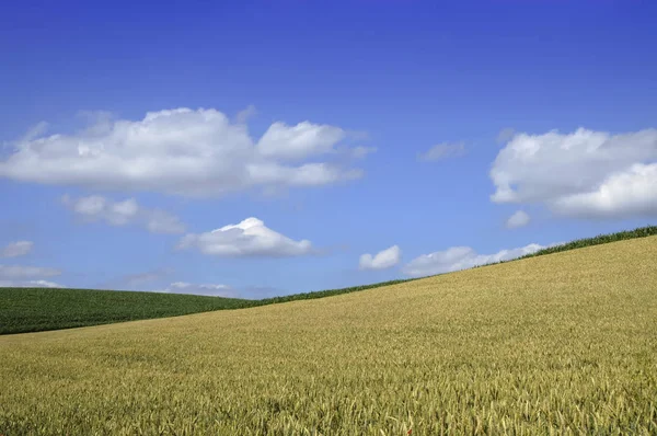 Άποψη Του Cornfield Έννοια Της Γεωργίας — Φωτογραφία Αρχείου