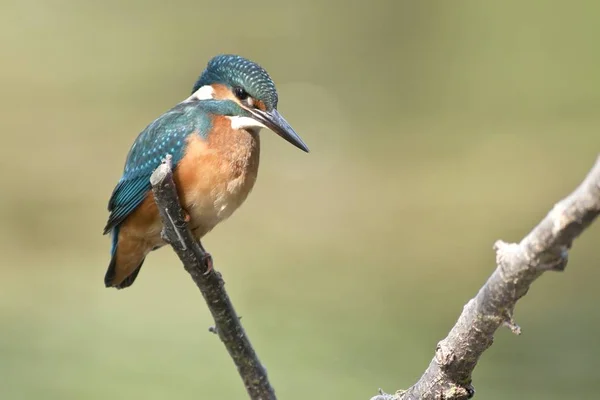 Närbild Kungsfiskare Fågel Vilda Livet — Stockfoto