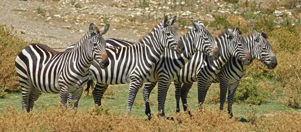 Fekete Fehér Zebrák Növény Állatvilág — Stock Fotó