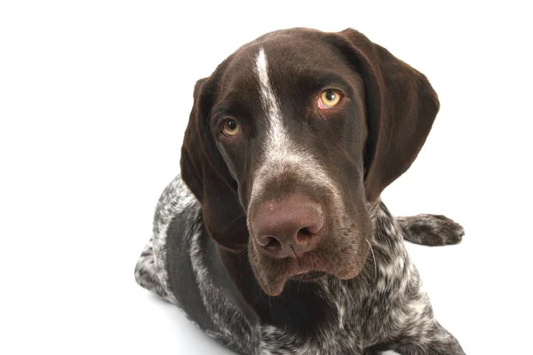 Jonge Dieren Selectieve Focus — Stockfoto