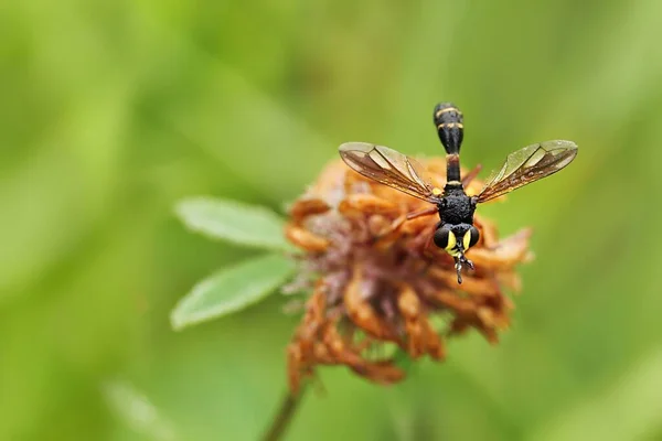 Dickkopf Fly Physocephala Rufipes — Stock Photo, Image