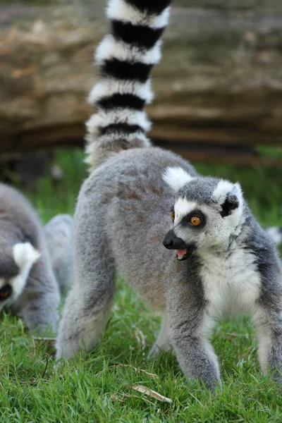Detalhes Uma Catta Lemur — Fotografia de Stock