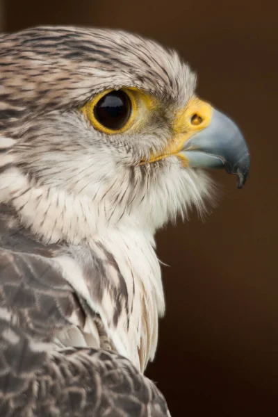 Aussichtsreicher Blick Auf Den Schönen Falken Der Natur — Stockfoto