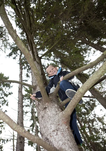 Junge Klettert Wald Auf Einen Baum — Stockfoto