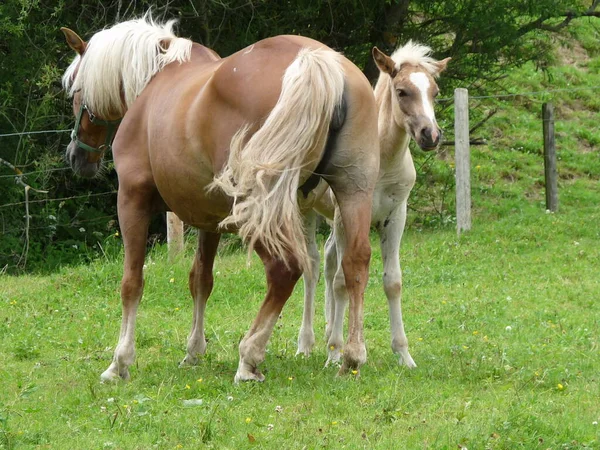 Cavalli All Aperto Durante Giorno — Foto Stock