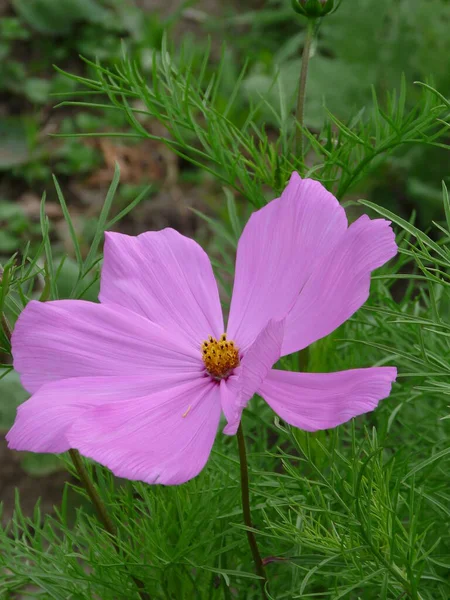 Vacker Botanisk Skott Naturliga Tapeter — Stockfoto